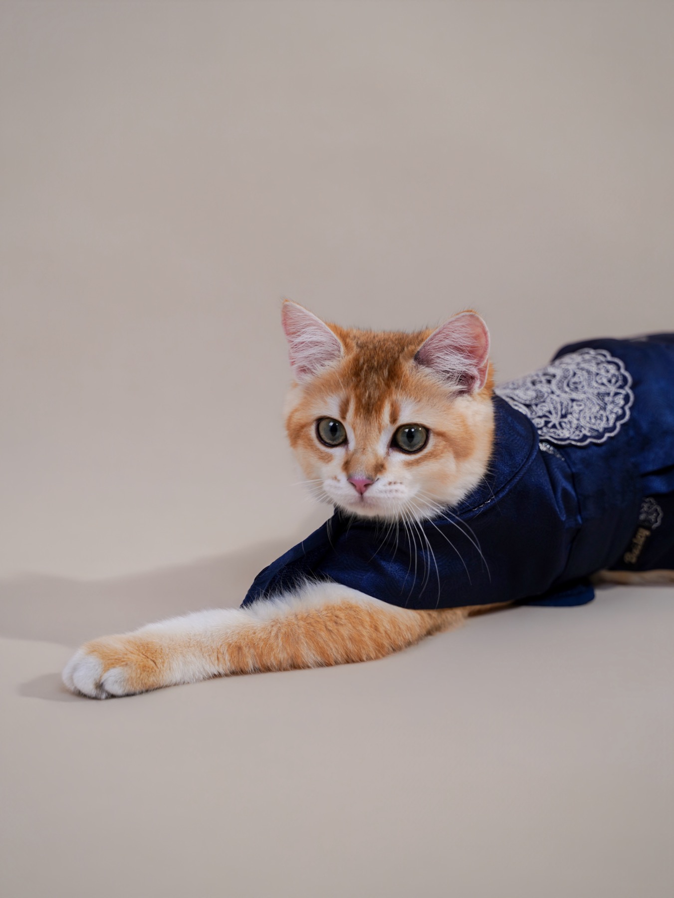 Pet photography sample - cat