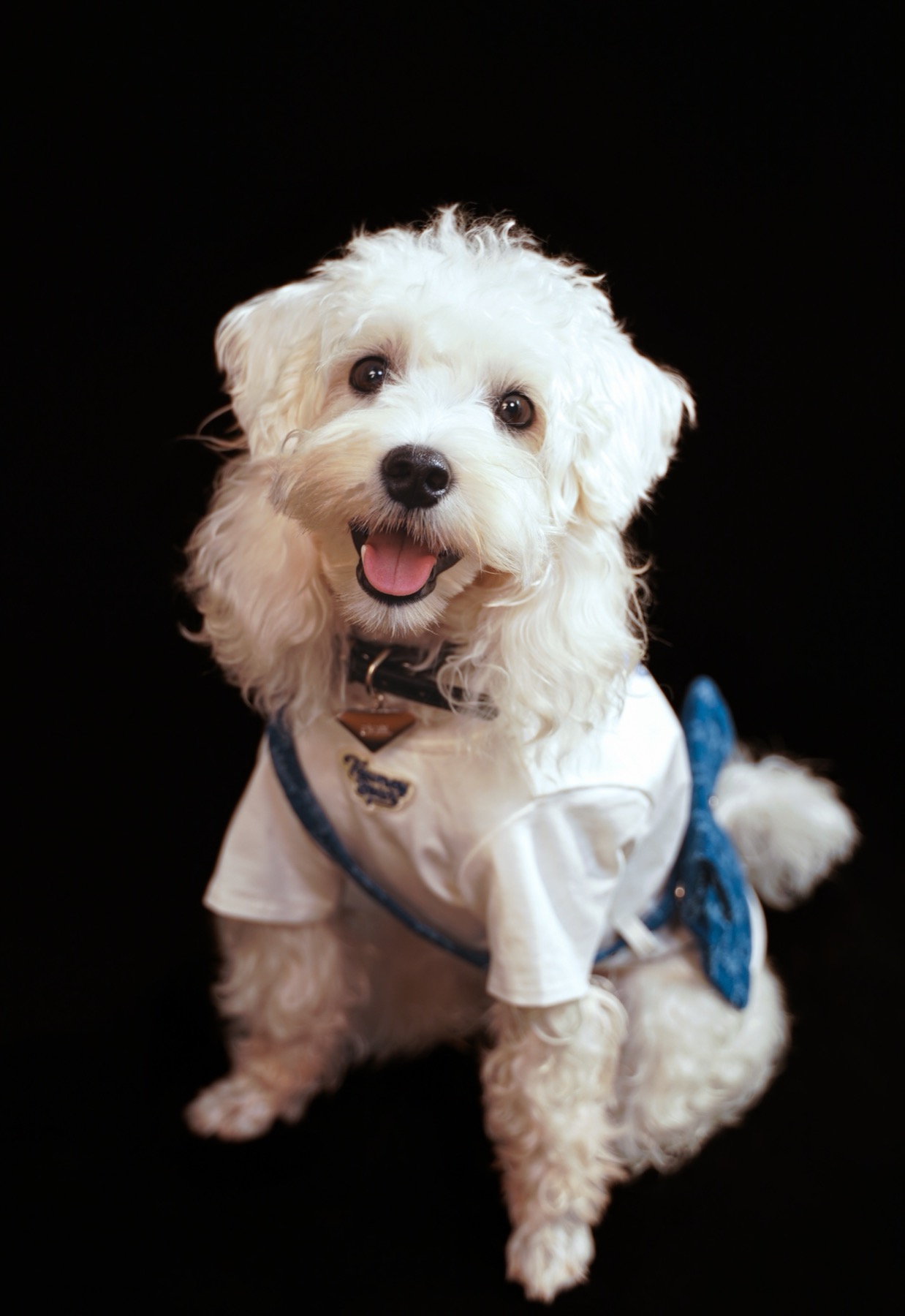 Pet photography sample - dog