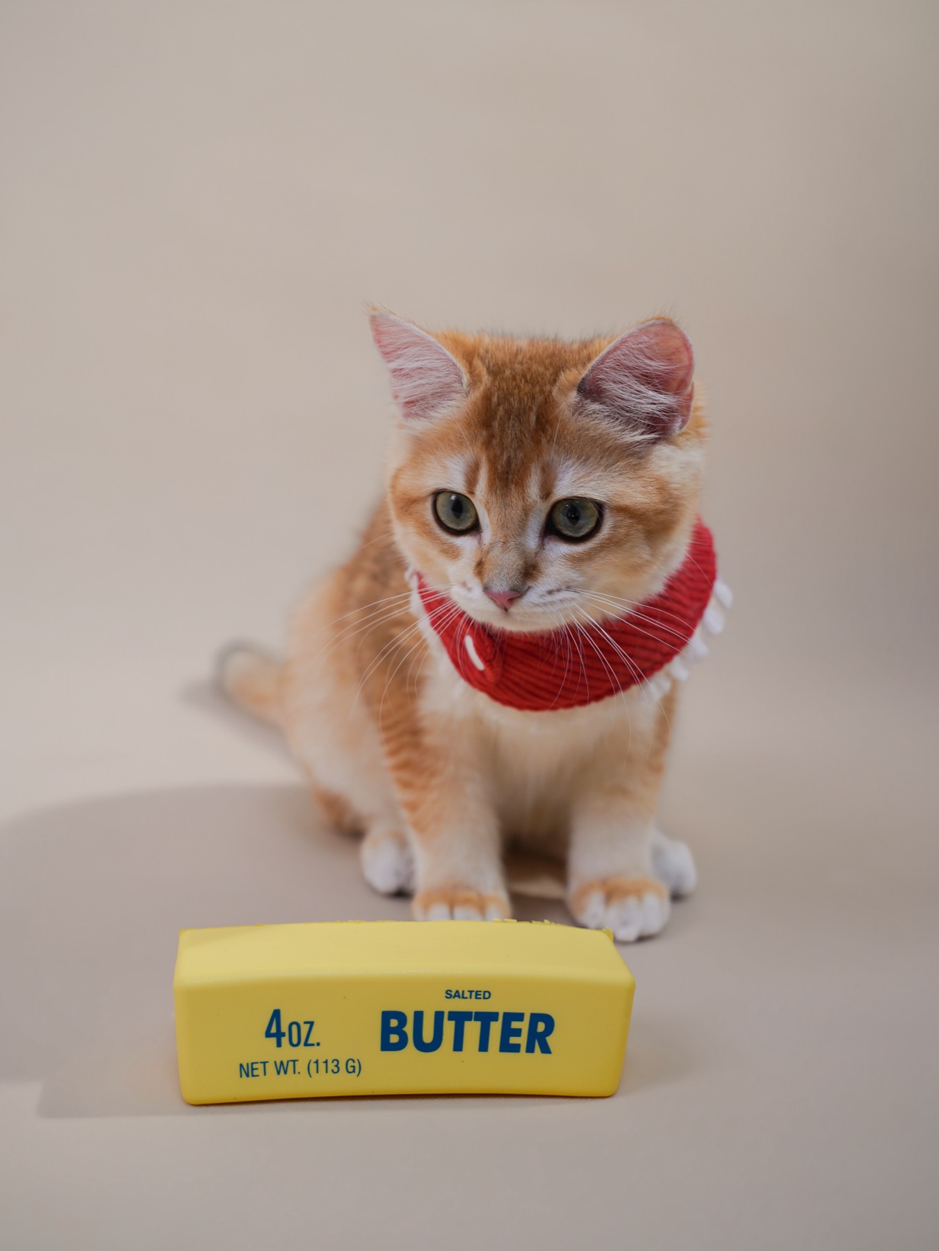 Pet Photography